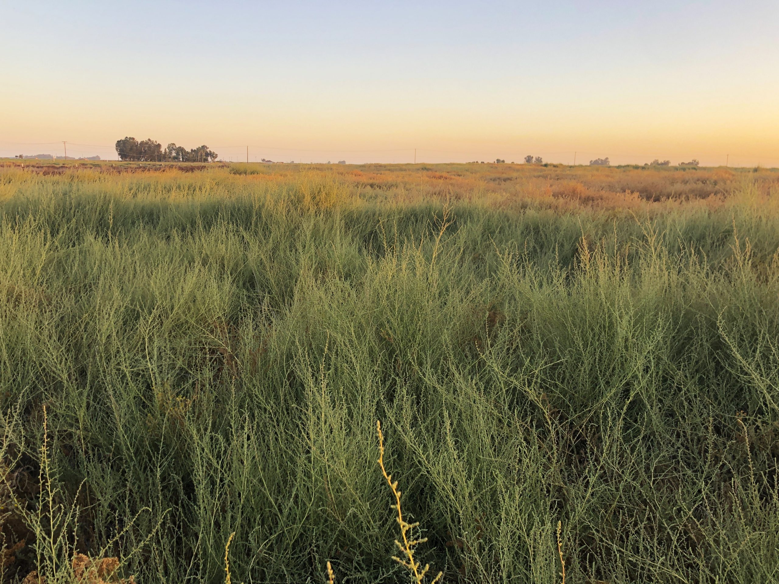 Photo of a flat field overgrown with weeds and a small grove of trees in the background.