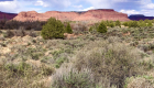 Landscape photo of desert plants and weeds, juniper trees, flat-topped mesas in the background and a sky full of clouds.