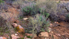 Photo of stones arranged in a circular fashion with desert plants growing up through the middle.