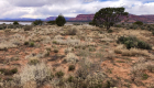 Landscape photo of desert grasses and juniper trees with a lake and flat-topped mesas in the background.