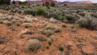 Landscape photo of desert plants and weeds, juniper trees, flat-topped mesas in the background and a sky full of clouds.