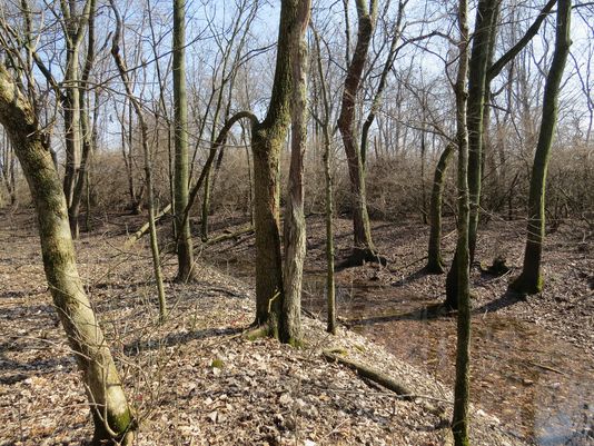 The prehistoric Yorktown Enclosure is hidden in this woods along Ind. 32 between Muncie and Yorktown. (Photo: The Archaeological Conservancy.)