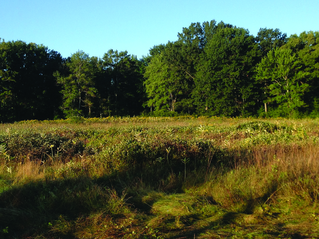 The early morning sun shines on the Esmond 2 site.