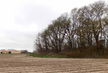 The eight-foot-high Perthshire Mound is covered by trees. Credit: Archaeological Conservancy.