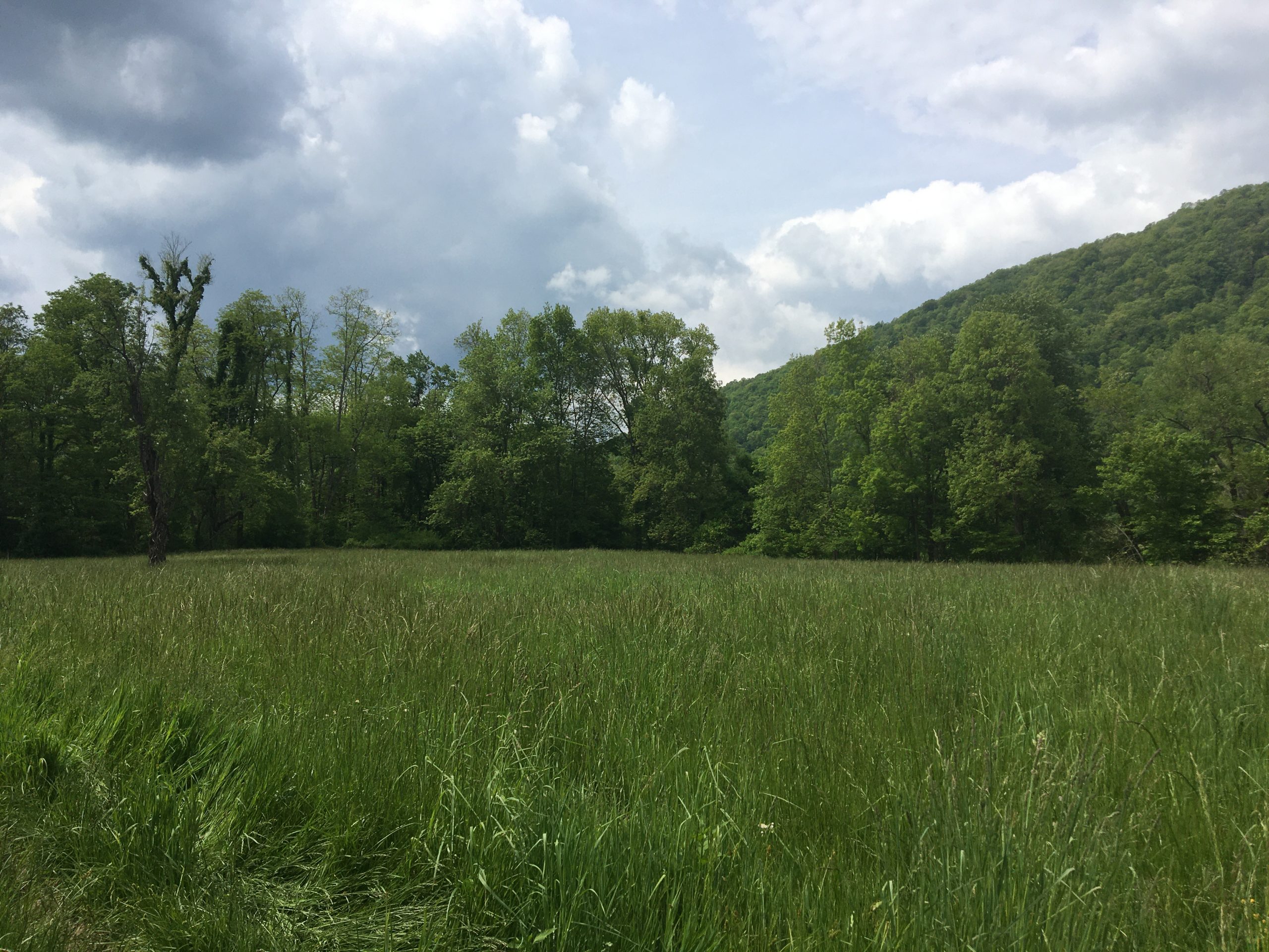 Photo of grassy field surrounded by green trees. Sky is filled with white and gray clouds.