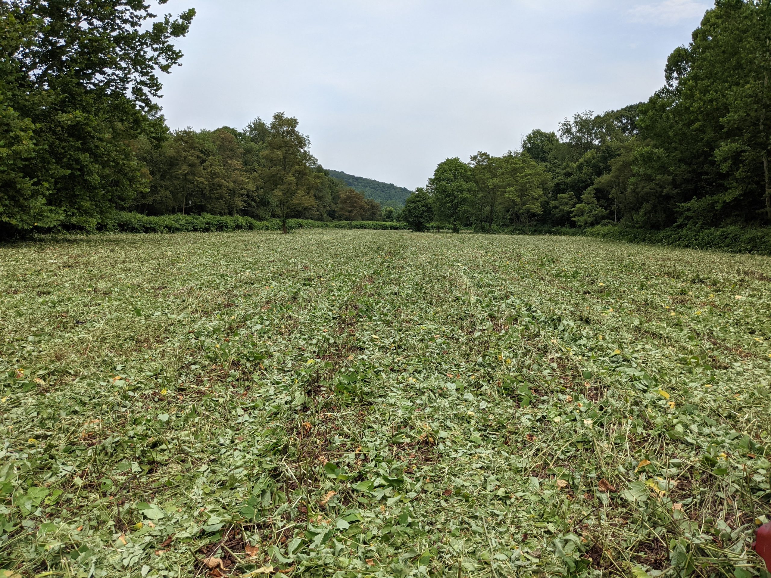 photo of green vegetation-filled field surrounded by green deciduous trees