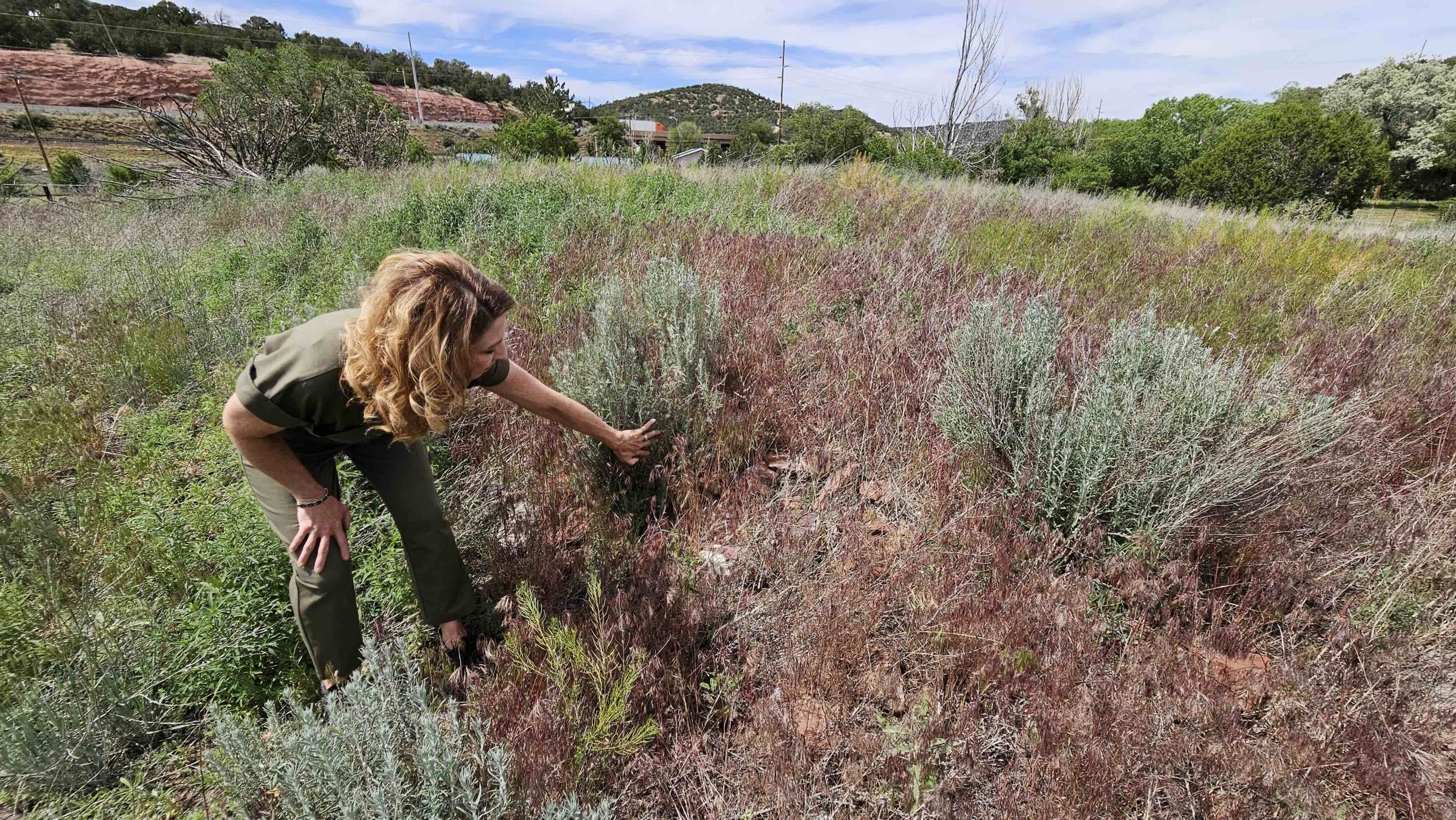 A woman stands on the side of a hill overgrown with weeds. She's pulling aside the overgrowth to expose the remains of pueblo walls.