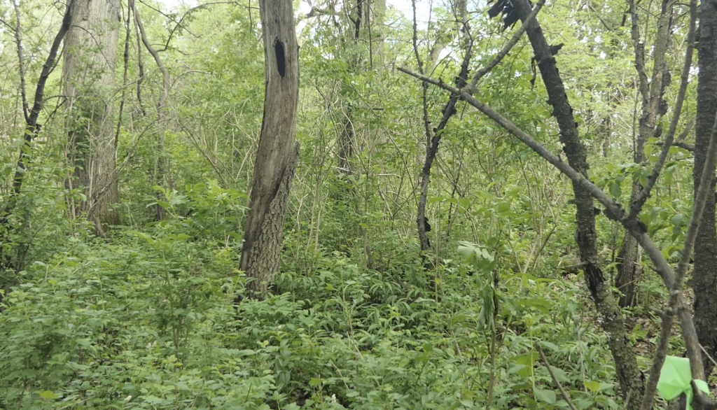 Grand Meadow Chert Quarry overgrowth prior to recent efforts to clear the area of buckthorn. Photo credit: Tom Trow